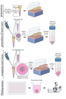 Schematic of the oil-in-water technology to make uniform, small-volume, two-compartment tumor organoids.