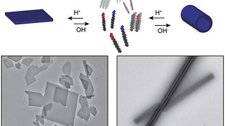 Synthetic shape-shifting collagen with potential biomedical applications