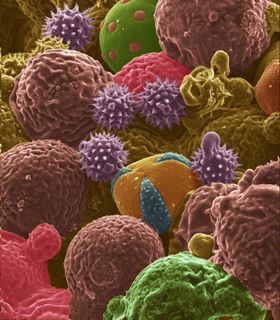 This scanning electron microscope image shows the bee pollen that was used to produce carbon anodes for lithium-ion batteries. Image: Purdue University image/Jialiang Tang.