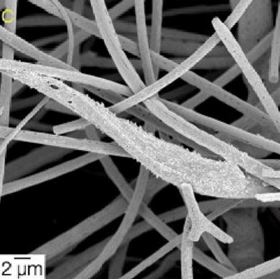 SEM micrographs of MC3T3-E1 preosteoblasts cultured on 70S30C cotton-wool-like fibrous scaffolds.