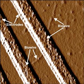 This image shows a biowire making an electrical connection between two electrodes. Image: UMass Amherst.