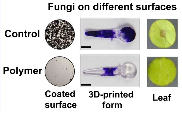 New polymer coating that fights fungi