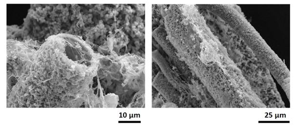 Scanning electron microscopy images of calcium phosphate tubular structures with cells attached. (Left) Cells interacting with the opening of a tube (Right) Cells displaying spreading and interaction on the outside surface of a tube.