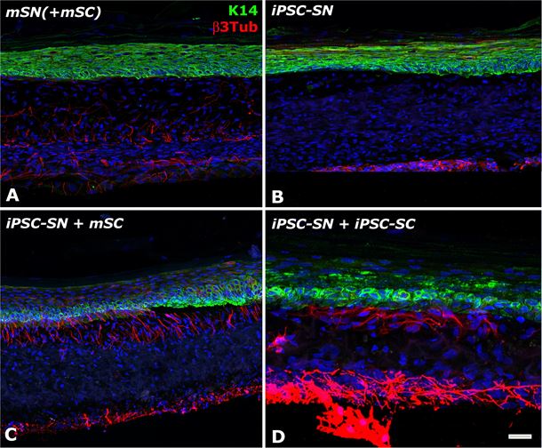 Immunofluorescence analysis of the capacity of the iPSC-derived neurons to form a 3D nerve network in the tissue-engineered skin. The construct made of keratinocytes (stained in green with Keratin 14), fibroblasts and mouse (A) or iPSC-derived (B-D) neurons (stained in red with beta 3 Tubulin) is co-cultured or not (B) with mouse (C) or iPSC-derived Schwann cells (D).
