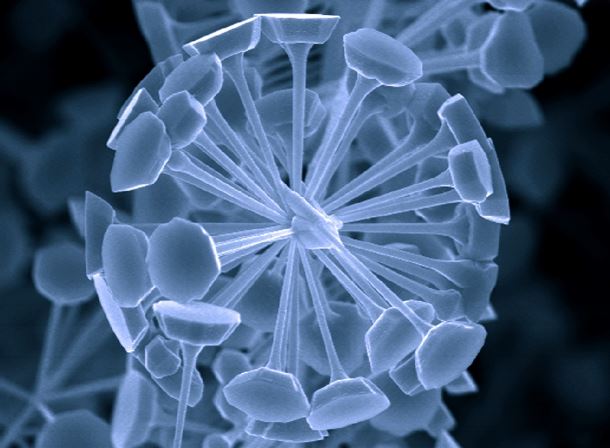 The nanonail flower