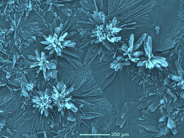 Flower-like Brushite structures on Mg
